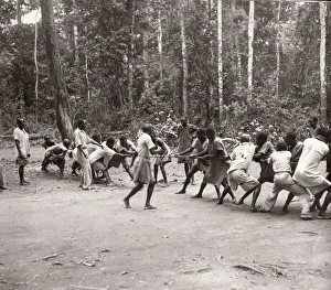 1940s East Africa Uganda - Budongo forest