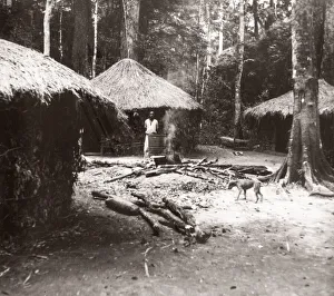 1940s East Africa Uganda - Budongo forest
