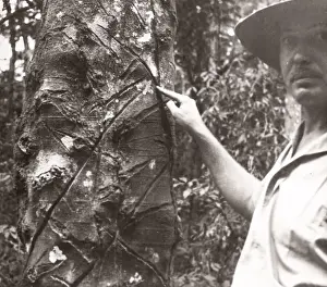 Hisorical Prints: 1940s East Africa Uganda Budongo forest wild rubber tre