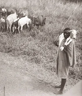 Hisorical Prints: 1940s East Africa - Uganda - cattle herder