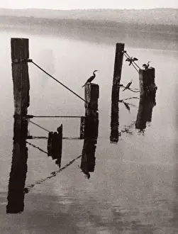 1940s East Africa - Uganda - cormorants on Lake Victoria