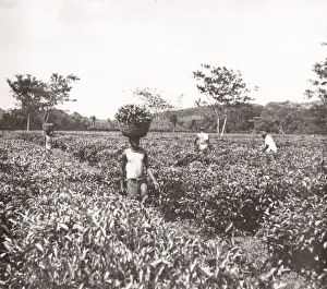 Hisorical Prints: 1940s East Africa - Uganda - gathering tea, Katanga Port