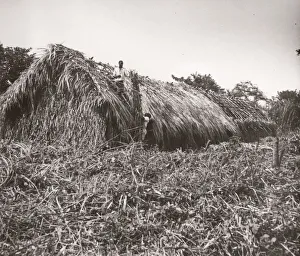 Hisorical Prints: 1940s East Africa Uganda - growing tobacco