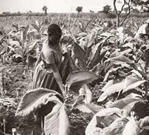 1940s East Africa Uganda - growing tobacco