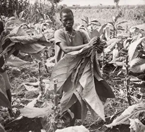1940s East Africa Uganda - growing tobacco