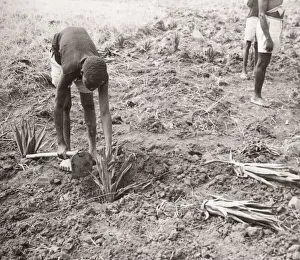 1940s East Africa - Uganda - planting sisal