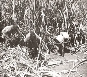 Hisorical Prints: 1940s East Africa - Uganda sugar cane Lugasi plantation