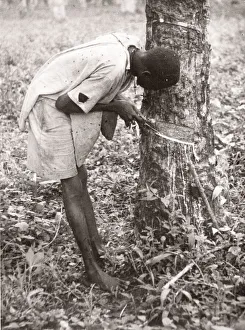 Hisorical Prints: 1940s East Africa Uganda - tapping rubber trees