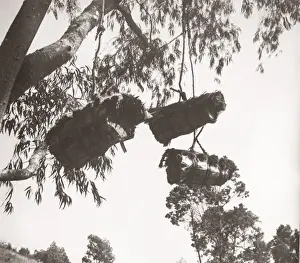 1940s East Africa - Uganda - wild bee hives ankole