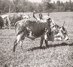 Hisorical Prints: 1940s East Africa - Uganda - a zebu, indigenous cattle