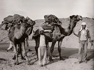 Solider Prints: 1943 - camels in Syria