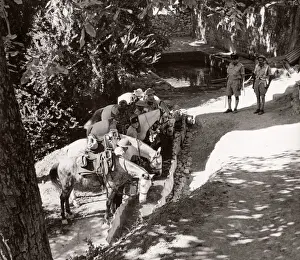 1943 Syria Trans-Jordanian Frontier Force TJFF regiment