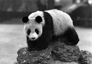 1ST PANDA IN ENGLAND