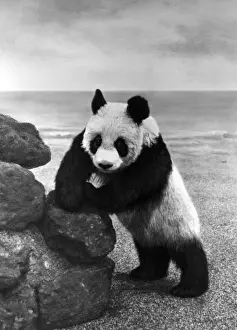 1ST PANDA IN ENGLAND