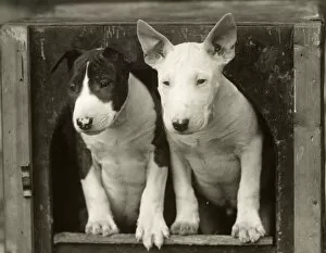 Peer Collection: 2 BULL TERRIER PUPS