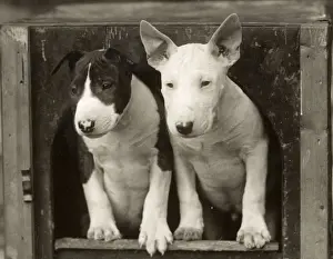 2 BULL TERRIER PUPS
