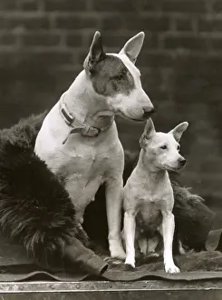 Owned Prints: 2 BULL TERRIERS 1932