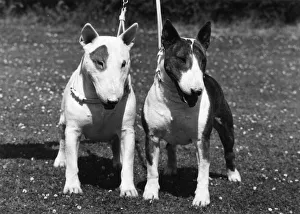 Abraxas Gallery: 2 BULL TERRIERS / 1973