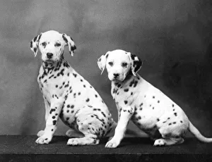 Breeds Collection: 2 Dalmatian Puppies / 1938