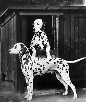Leans Gallery: 2 DALMATIANS / 1938