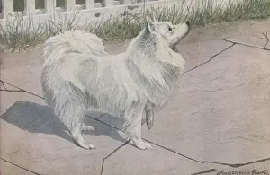 Spitz