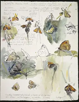 Dynamic Prints: 20th Century Art: Wildlife sketch no. 28, by David Measures