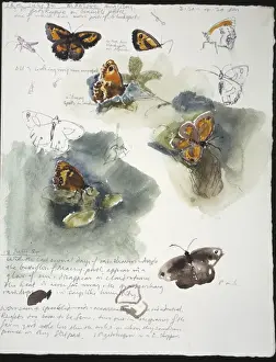 20th Century Art: Wildlife sketch no. 30, by David Measures