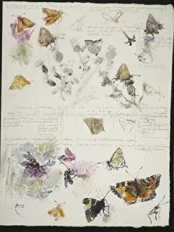 20th Century Art: Wildlife sketch no. 36, by David Measures