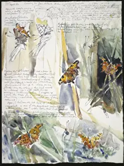 20th Century Art: Wildlife sketch no. 34, by David Measures