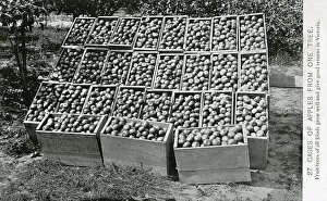 Apples Gallery: 27 Cases of Apples from just one tree - Victoria, Australia