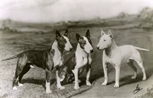 Brock Collection: 3 BULL TERRIERS 1936