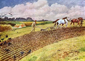 Images Dated 19th February 2018: 3-HORSE PLOUGH