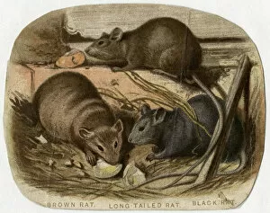 Rats Gallery: 3 RATS NIBBLING 19C