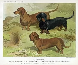 Breeds Collection: 3 Varied Dachshunds