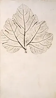 Leaf
