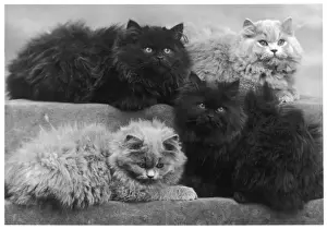 Comfortably Prints: 4 Blue Persian Kittens