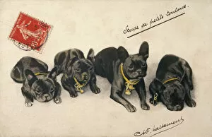 Resting Gallery: 4 French Bulldogs