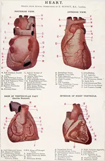 Heart Prints: 4 Views of Heart