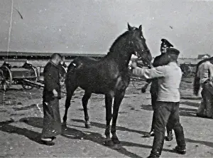43 snapshots, taken in France, by a German artilleryman
