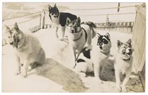 Sleighs Prints: 5 Sledge Dogs