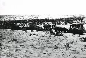 Anzac Gallery: 5th Light Horse Regiment camp near Gaza, WW1