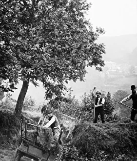 6 Haymaking in Branscombe, Devon