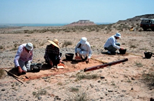Abu Dhabi Gallery: 6 million year old fossils