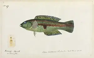 Fish