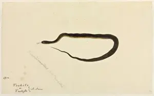 Snake