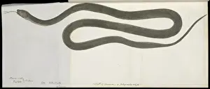 Diapsida Prints: Snake