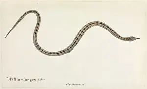 Snake