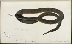 Snake