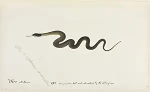 Snake