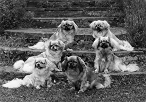 Spaniels Prints: 9 TIBETAN SPANIELS / 1973